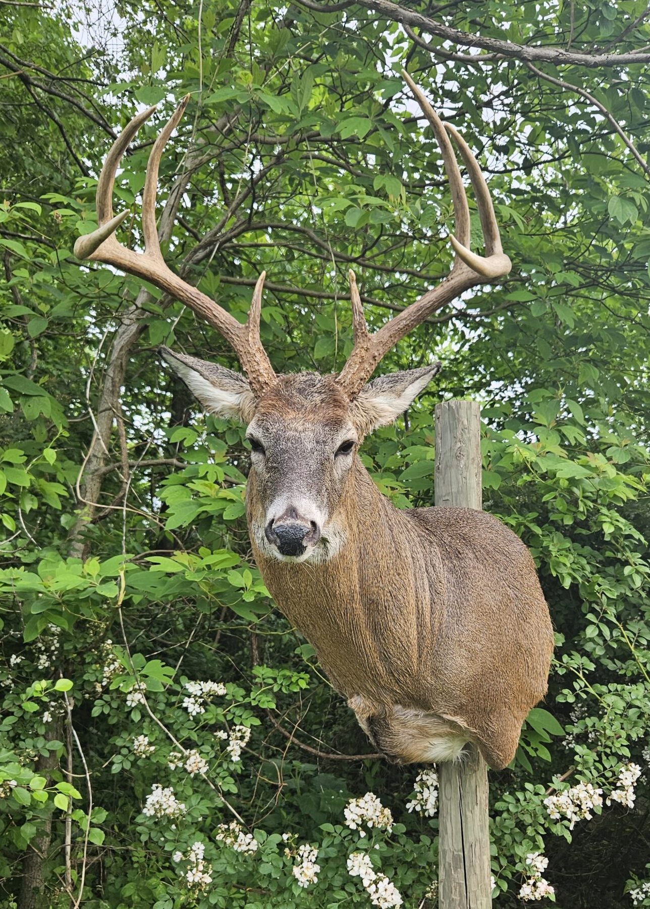 White Tail Shoulder on Pole green leafy background