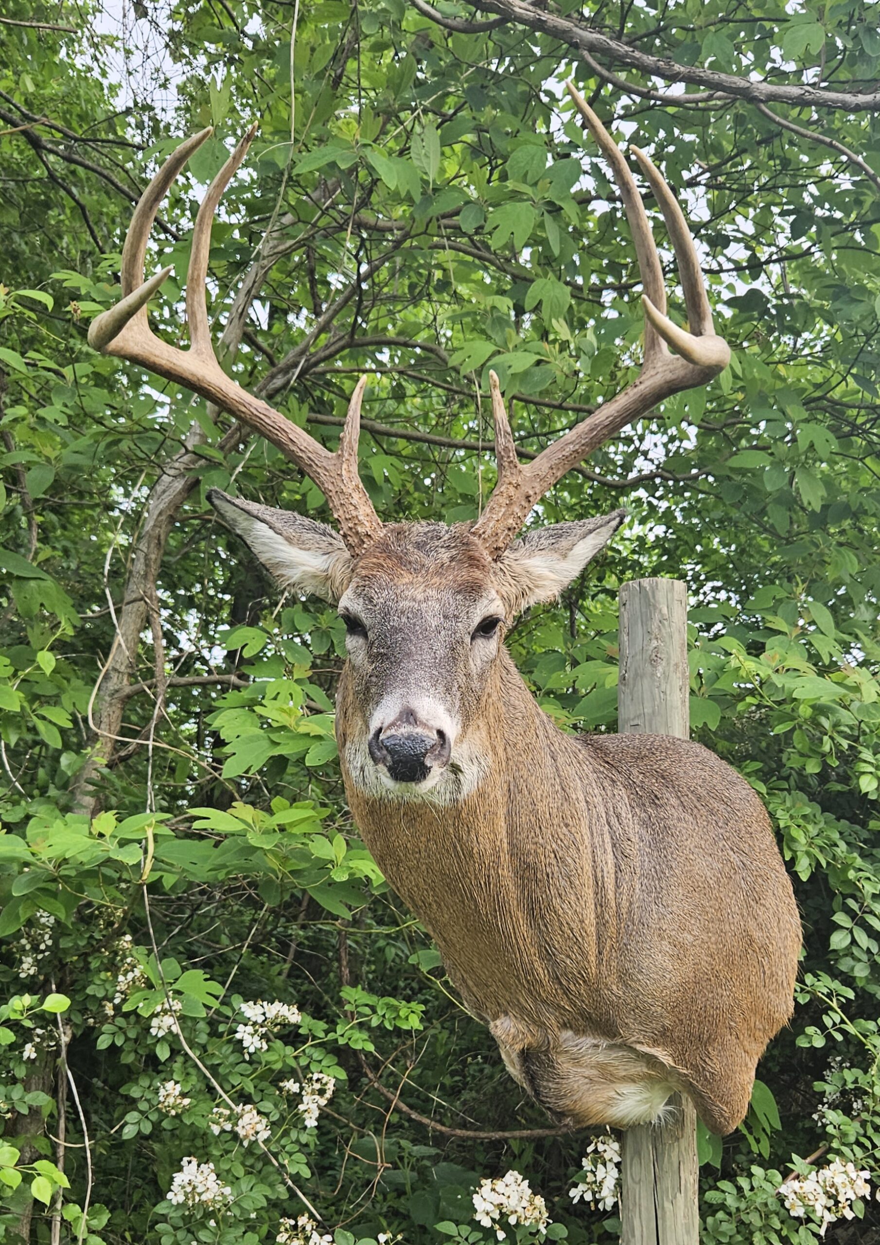 Shoulder Mount White Tail on Post Leafy green vegitation in background